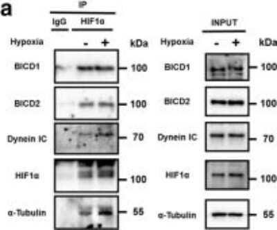 Western Blot: BICD2 Antibody [NBP1-81488]