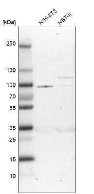 Western Blot: BICD2 Antibody [NBP1-81489]