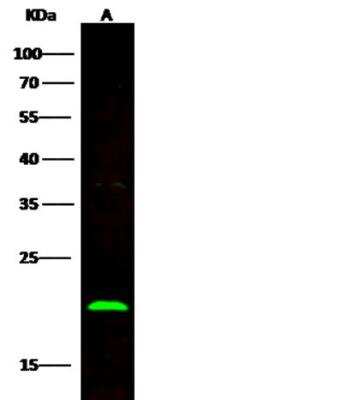 Western Blot: BID Antibody (002) [NBP2-89515]