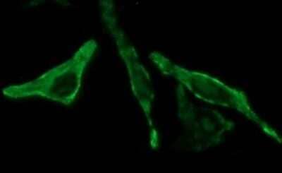 Immunofluorescence: BID Antibody (OTI1G10) [NBP2-46575]