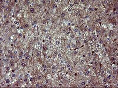 Immunohistochemistry: BID Antibody (OTI1G10) [NBP2-46575]
