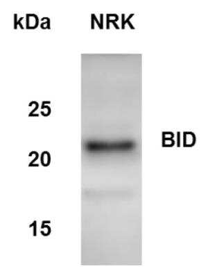 Western Blot: BID Antibody [NB100-56106]