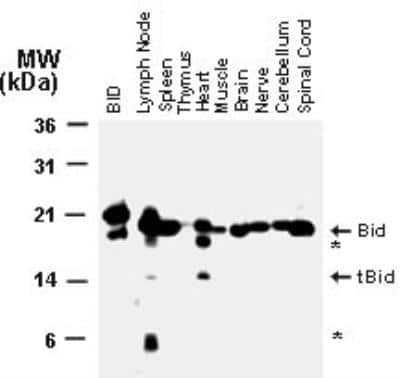 Western Blot: BID Antibody [NB100-56106]