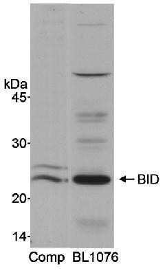 Western Blot: BID Antibody [NB500-245]