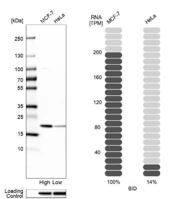 Western Blot: BID Antibody [NBP1-86187]