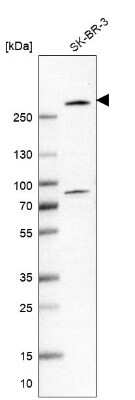 Western Blot: BIG3 Antibody [NBP1-90759]