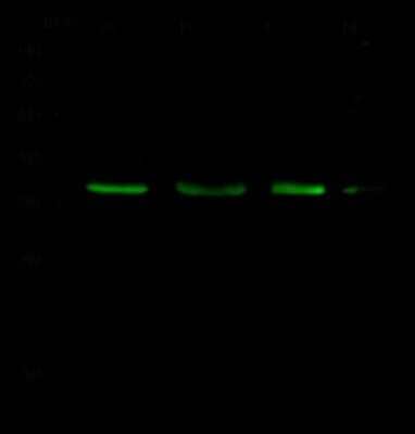 Western Blot: BIK Antibody [NBP2-98984]