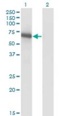 Western Blot: BIN1 Antibody (1H1) [H00000274-M01]