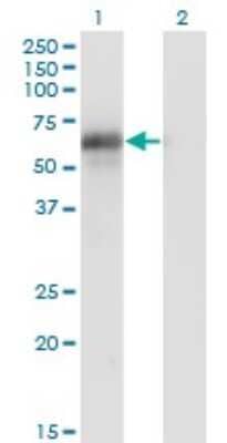 Western Blot: BIN1 Antibody (2C7) [H00000274-M03]