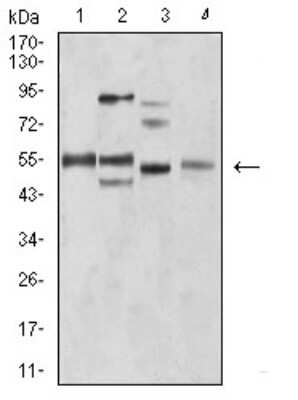 Western Blot: BIN1 Antibody (3B6F10)BSA Free [NBP2-61714]