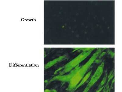 Immunocytochemistry/ Immunofluorescence: BIN1 Antibody (99F) [NBP2-21674]