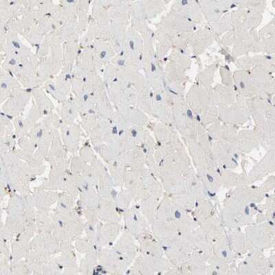 Immunohistochemistry-Paraffin: BIN1 Antibody [NBP1-89102]