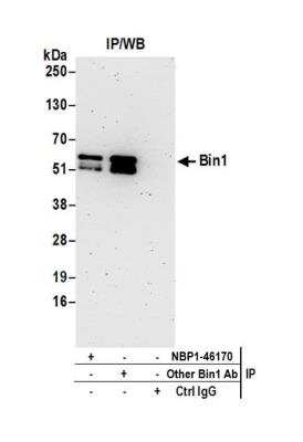 Immunoprecipitation: BIN1 Antibody [NBP1-46170]