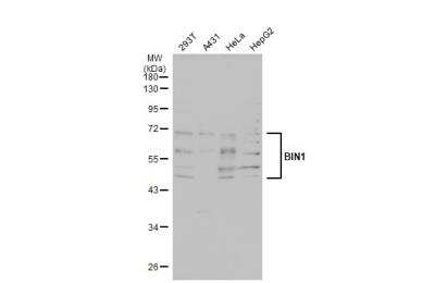 Western Blot: BIN1 Antibody [NBP2-15587]