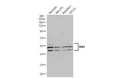 Western Blot: BIN1 Antibody [NBP2-15587]