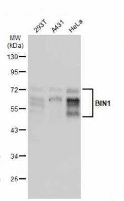 Western Blot: BIN1 Antibody [NBP2-15587]