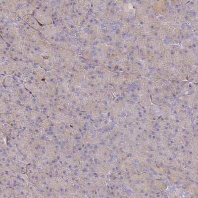 Immunohistochemistry-Paraffin: BIN2 Antibody [NBP2-48690]