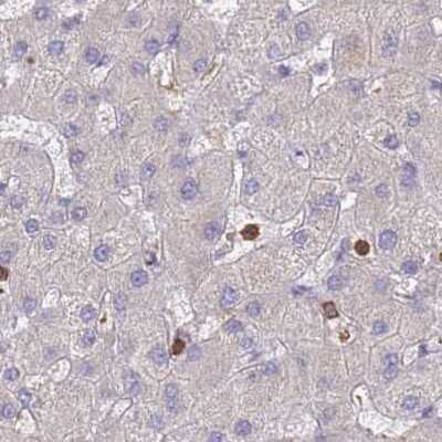 Immunohistochemistry-Paraffin: BIN2 Antibody [NBP2-48690]