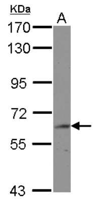 Western Blot: BIN2 Antibody [NBP2-15588]