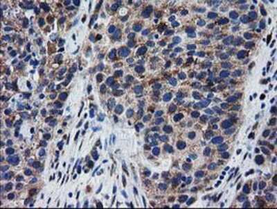 Immunohistochemistry-Paraffin: BIN3 Antibody (OTI8E9) [NBP2-03389]