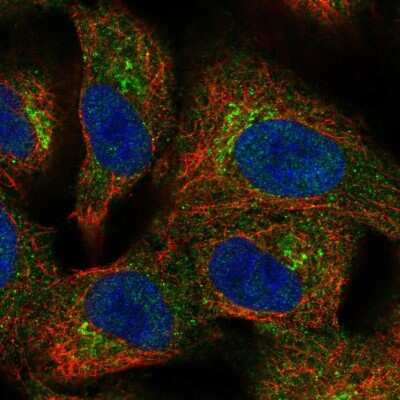 Immunocytochemistry/ Immunofluorescence: BIRC6 Antibody [NBP2-57759]