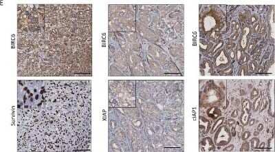 Immunohistochemistry: BIRC6 Antibody [NB110-40730]