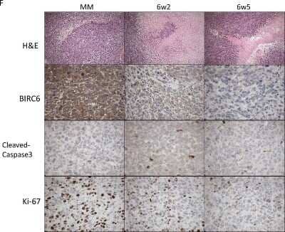 Immunohistochemistry: BIRC6 Antibody [NB110-40730]