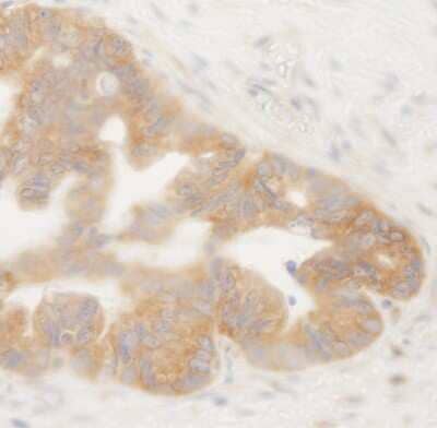 Immunohistochemistry-Paraffin: BIRC6 Antibody [NB110-40730]