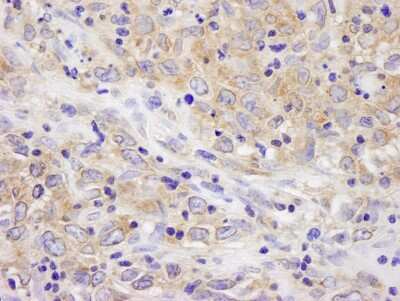 Immunohistochemistry-Paraffin: BIRC6 Antibody [NB110-40730]