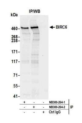 Immunoprecipitation: BIRC6 Antibody [NB300-264]
