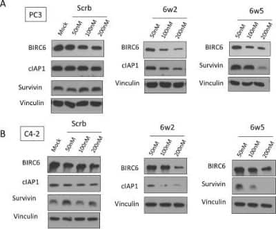 Western Blot: BIRC6 Antibody [NB110-40730]