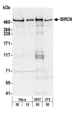 Western Blot: BIRC6 Antibody [NB300-264]