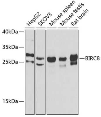 Western Blot: BIRC8 AntibodyBSA Free [NBP2-92489]