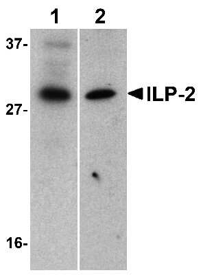 Western Blot: BIRC8 AntibodyBSA Free [NBP1-76669]