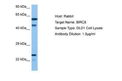 Western Blot: BIRC8 Antibody [NBP2-88774]