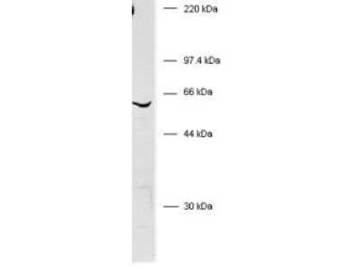 Western Blot: BIVM AntibodyC-terminus [NB600-491]