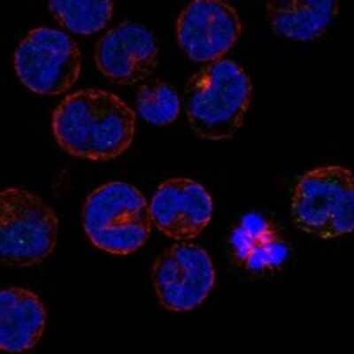 Immunocytochemistry/ Immunofluorescence: BJHCC20A Antibody [NBP3-17470]