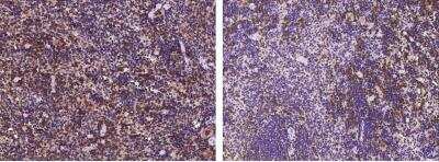 Immunohistochemistry-Paraffin: BLAME/SLAMF8 Antibody (242) [NBP2-90657]