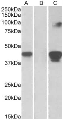 Western Blot: BLAME/SLAMF8 Antibody [NBP2-26110]