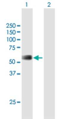 Western Blot: BLAP75 Antibody [H00080010-B01P]