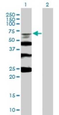 Western Blot: BLAP75 Antibody [H00080010-B02P]