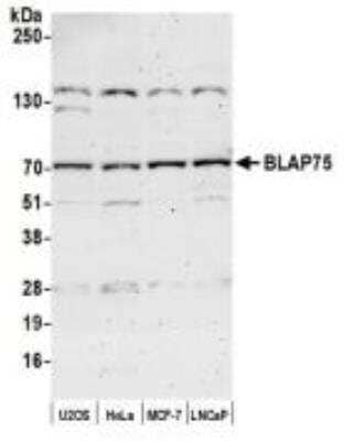 Western Blot: BLAP75 Antibody [NB100-1720]