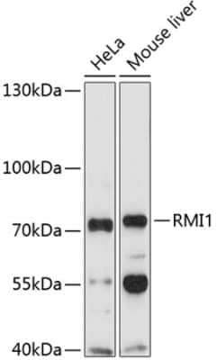 Western Blot: BLAP75 AntibodyBSA Free [NBP2-92213]