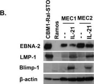 Western Blot: BLIMP1/PRDM1 Antibody (3H2-E8)Azide and BSA Free [NBP2-80597]