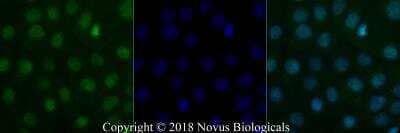 Immunocytochemistry/ Immunofluorescence: BLIMP1/PRDM1 Antibody (3H2-E8) - BSA Free [NB600-235]