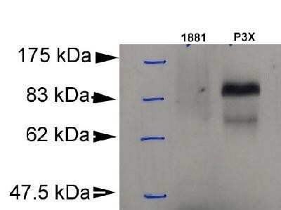 Western Blot: BLIMP1/PRDM1 Antibody (3H2-E8)BSA Free [NB600-235]