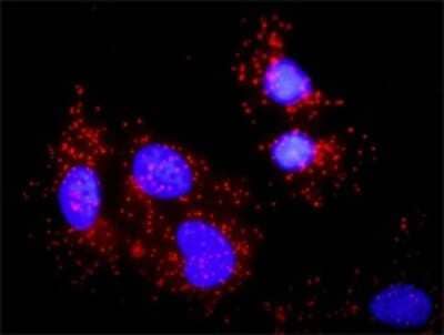 Proximity Ligation Assay: BLNK Antibody (1D7) [H00029760-M04]