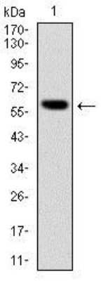 Western Blot: BLNK Antibody (5G9)BSA Free [NBP2-37585]
