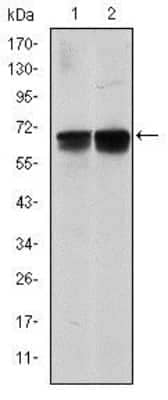 Western Blot: BLNK Antibody (5G9)BSA Free [NBP2-37585]