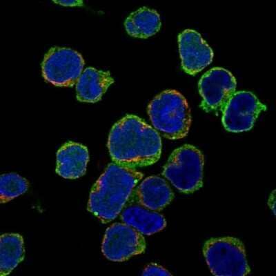 Immunocytochemistry/ Immunofluorescence: BLNK Antibody [NBP2-14355]
